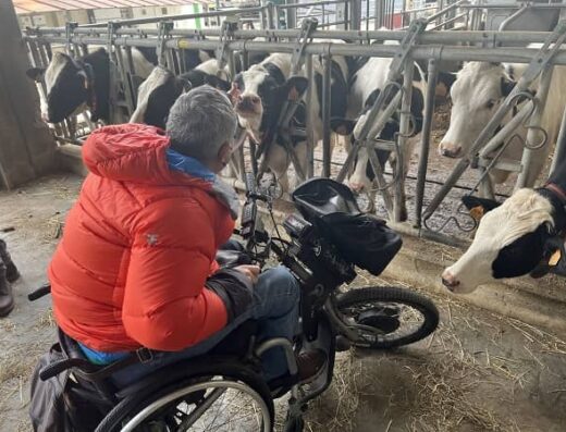 Usuario de silla de ruedas junto a las vacas.