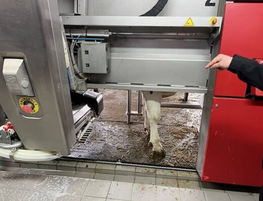 Vaca dentro de la zona de ordeño automático.