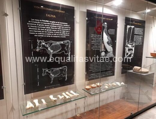 Elementos expositivos y paneles explicativos.