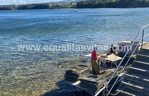 Ostricultores faenando en el Puerto de Castropol