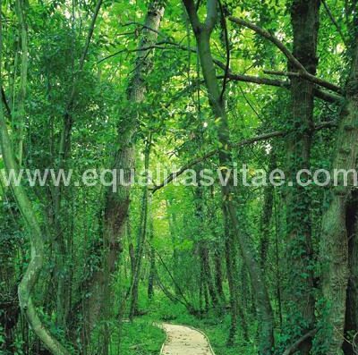 Sendero accesible en el Jardín Botánico