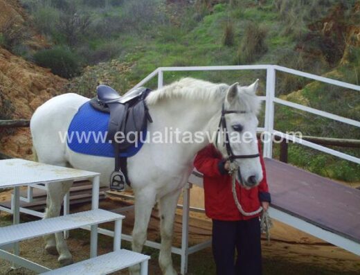 Caballo preparado para sesión de equinoterapia