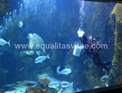 Alimentando a tiburones en Acuario de Gijón