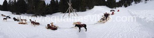 Trineo accesible para pasear con perros