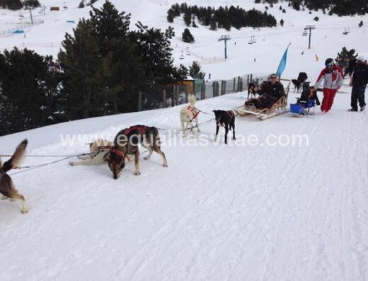 Paseo en trineo accesible