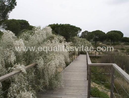 Pasarela accesible para visitar el jardín. Foto http://www.juntadeandalucia.es