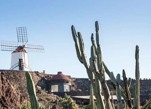 Cactus alargados.
