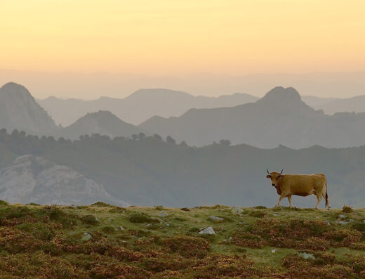 Vaca pastando por el prado.