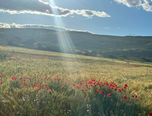 Imagen de campo de amapolas.
