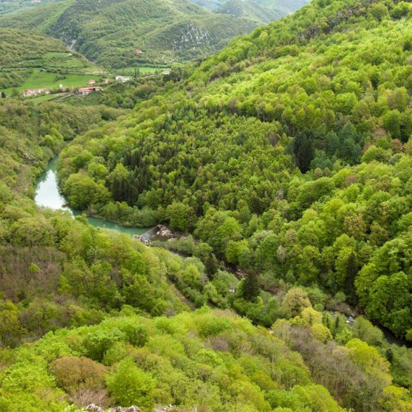 Paisaje de bosque verde.