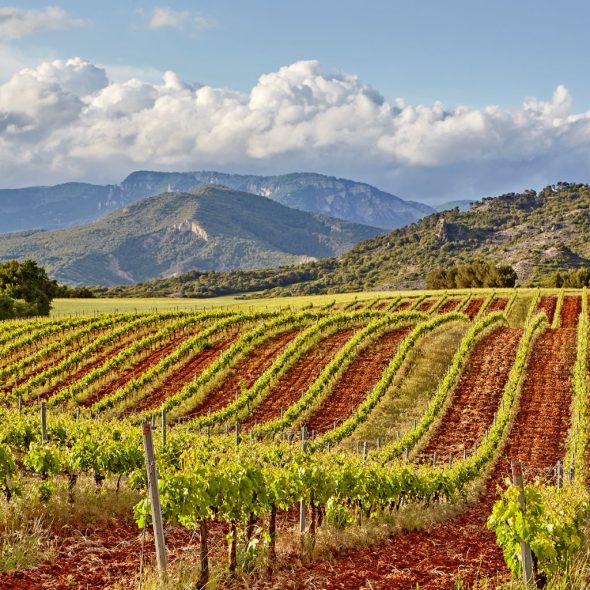 Campo de viñedos.