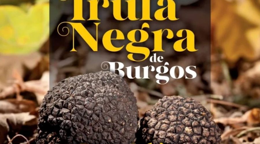 IX Feria de la Trufa Negra de Burgos en Covarrubias