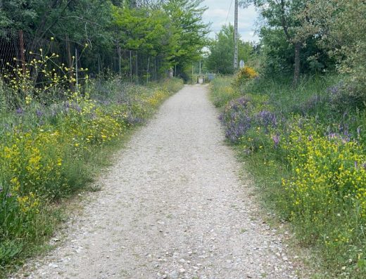 Imagen de sendero.