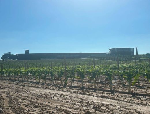 Imagen de viñedos