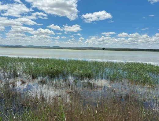 Imagen de la laguna con algunos patos nadando sobre sus aguas.