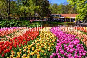 Imagen de un jardín de tulipanes dispuestos en franjas de distintos colores (rojos, amarillos, rosas)