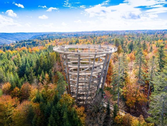 Imagen de un canopytour en un entorno natural rodeado de altos árboles.